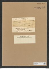 Chaetoceros denticulatus Lauder (de-Toni-Nr.: Genus 149, Species 4131) Zeichnungen Sammlung Grunow Nr. 7685 (NHMW-BOT-W0376882)
